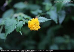 心不由意