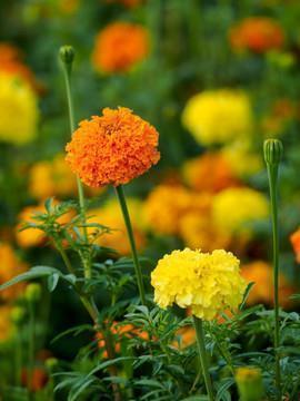 2020给好朋友生日祝福语