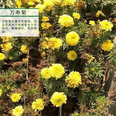 雄艳