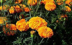 虎年虎虎生威祝福语顺口溜(精选66条)