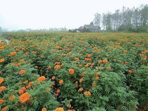 2021中秋茶礼走心文案(精选72条)