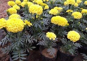 须带