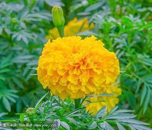 过生日怎么发朋友圈 过生日发的说说(精选62句)