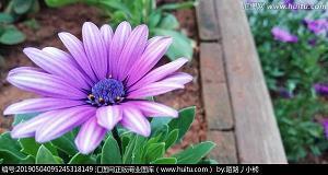 谷雨节气的经典谚语及祝福汇总71句