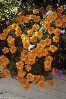 端午节给妹妹的祝福语2021年汇编64句