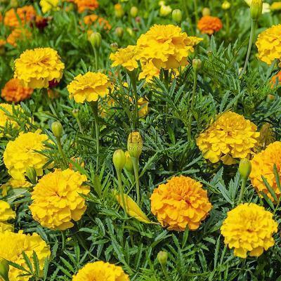 关于友谊唯美句子大全(精选70句)