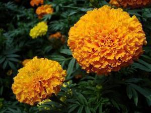 秀恩爱发红包的句子