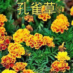 严霜