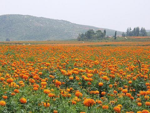 送员工的中秋节祝福