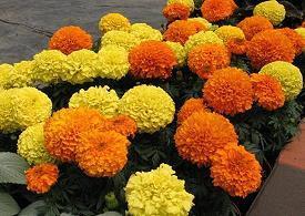 祝福小朋友上一年级的话语大全2021(精选69句)