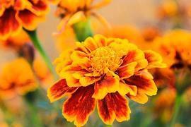 2.14甜蜜情人节微信祝福语2020
