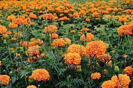 繮