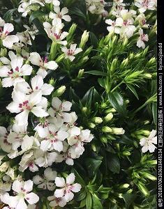 长辈生日送祝福