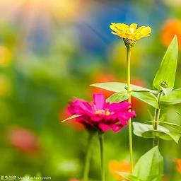 肩摩袂接