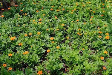 张皇失措的意思和造句 用张皇失措造句30字 张皇失措写一段话