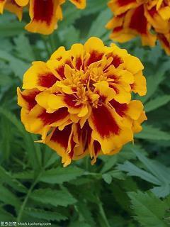 横生枝节