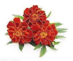 芶