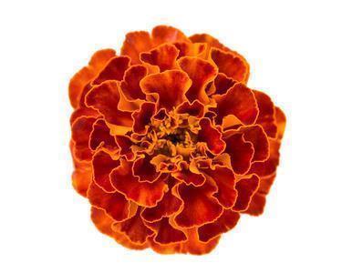 2021年独一无二的新年祝福朋友圈