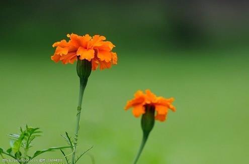 繁音促节