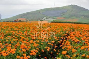 经典的立夏时节的节日祝福推荐65句