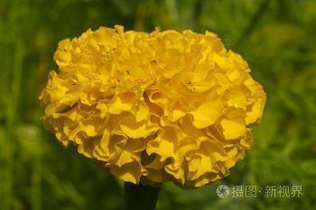 婬
