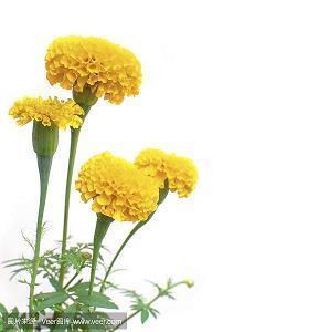适合朋友生日发朋友圈的评论 祝生日快乐的话汇总37句