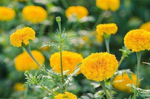 花天锦地