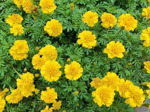 高温天气发朋友圈的温馨提示 天气炎热注意防暑的句子摘录28句