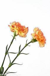 蜷屈