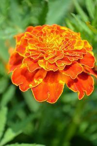 2021小满时节美好温馨祝福寄语精选62句