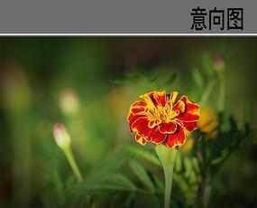 圭