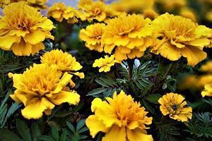一芳