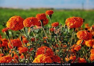 2021母亲节朋友圈文案句子合集78句