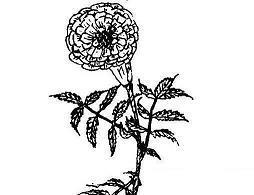 形容距离的句子