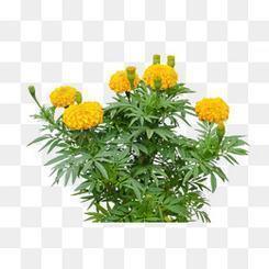 送给哥哥的生日微信祝福语