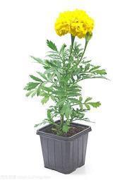 美容院端午节短信问候