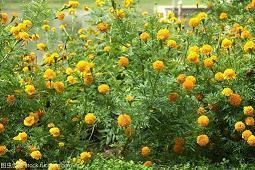 龙吹