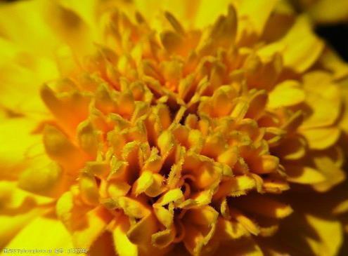 迎接2021牛年春节贺词祝福语