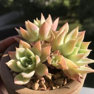 龁