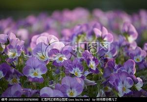 形容人开心的文艺句子 开心文艺短句