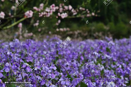 青芒