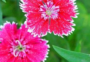 清明节祝福短信有哪些