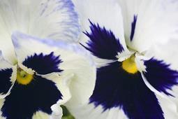 蒙奏