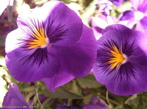 2020给姐姐的春节祝福语微信