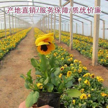 蜄