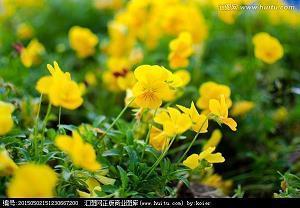 端午节祝福的话语简短精选56句