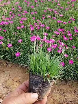 讽刺的句子