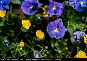 锋鍉