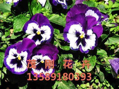 产