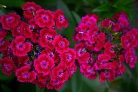 萌芽经典励志文章